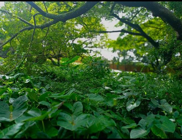 LAND FOR SALE IN MTUNZINI